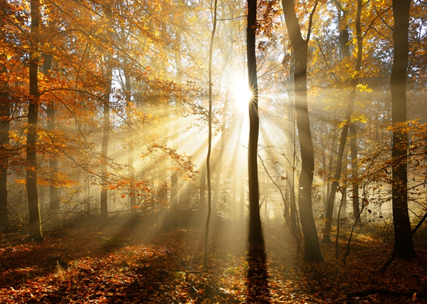 Autumn Forest  Illuminated by Sunbeams through Fog, Leafs Changing Colour